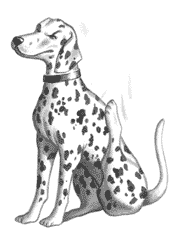 dog